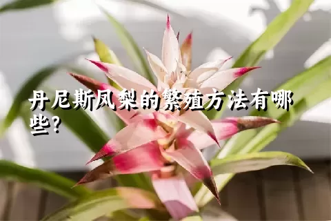 丹尼斯凤梨的繁殖方法有哪些？