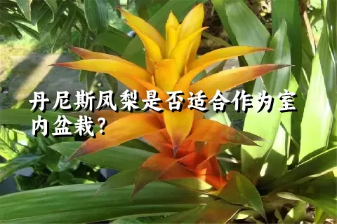 丹尼斯凤梨是否适合作为室内盆栽？