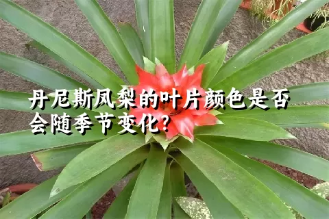 丹尼斯凤梨的叶片颜色是否会随季节变化？