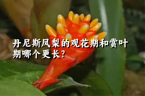 丹尼斯凤梨的观花期和赏叶期哪个更长？