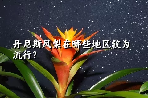 丹尼斯凤梨在哪些地区较为流行？