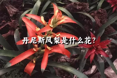 丹尼斯凤梨是什么花？