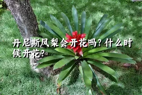 丹尼斯凤梨会开花吗？什么时候开花？