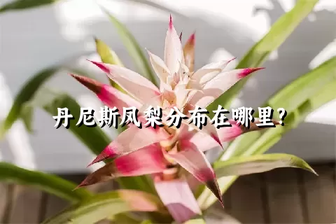 丹尼斯凤梨分布在哪里?