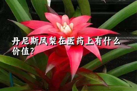 丹尼斯凤梨在医药上有什么价值？