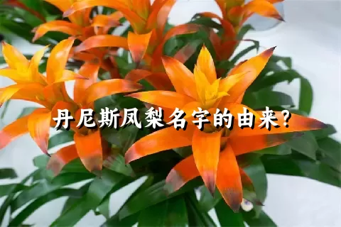 丹尼斯凤梨名字的由来？