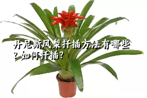 丹尼斯凤梨扦插方法有哪些？如何扦插？