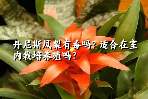 丹尼斯凤梨有毒吗？适合在室内栽培养殖吗？