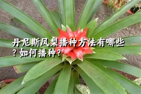 丹尼斯凤梨播种方法有哪些？如何播种？