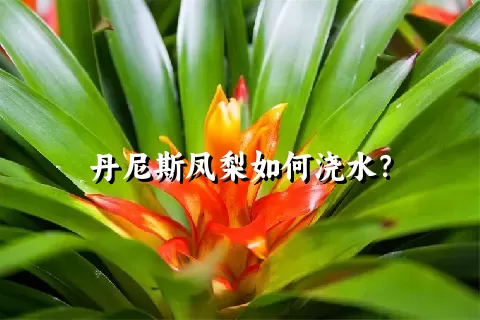 丹尼斯凤梨如何浇水？