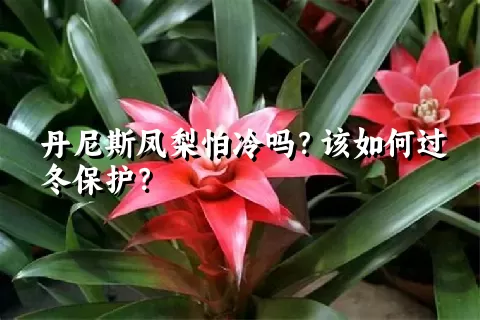 丹尼斯凤梨怕冷吗？该如何过冬保护？