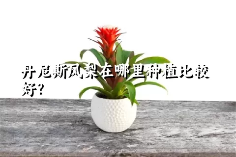 丹尼斯凤梨在哪里种植比较好？