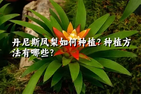 丹尼斯凤梨如何种植？种植方法有哪些？