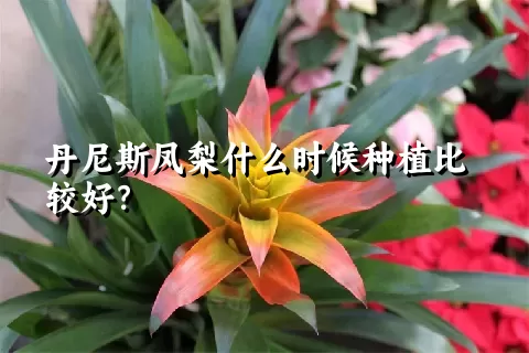 丹尼斯凤梨什么时候种植比较好？