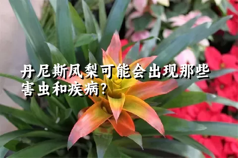 丹尼斯凤梨可能会出现那些害虫和疾病？