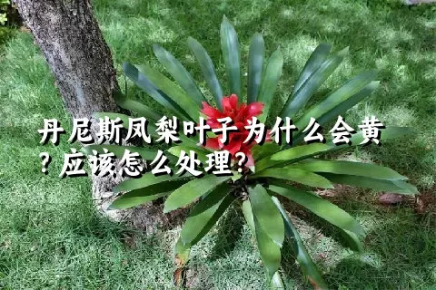 丹尼斯凤梨叶子为什么会黄？应该怎么处理？