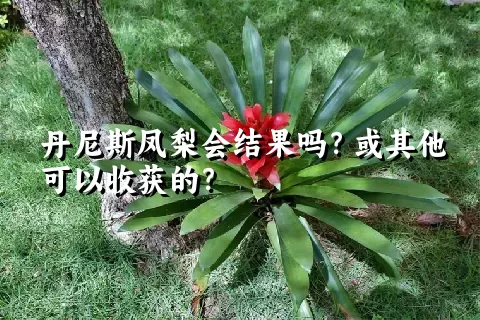 丹尼斯凤梨会结果吗？或其他可以收获的？