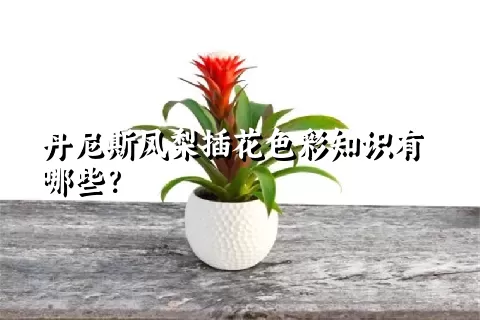 丹尼斯凤梨插花色彩知识有哪些？