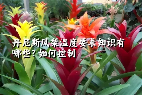 丹尼斯凤梨温度要求知识有哪些？如何控制