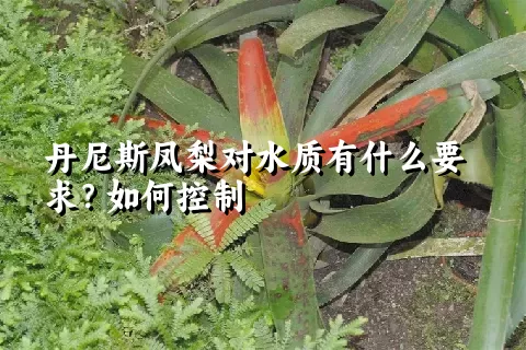 丹尼斯凤梨对水质有什么要求？如何控制