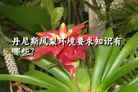 丹尼斯凤梨环境要求知识有哪些？