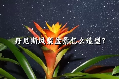 丹尼斯凤梨盆景怎么造型？