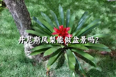 丹尼斯凤梨能做盆景吗？