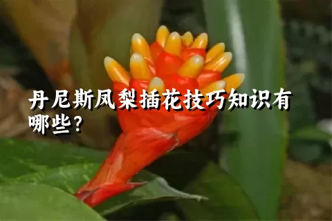 丹尼斯凤梨插花技巧知识有哪些？