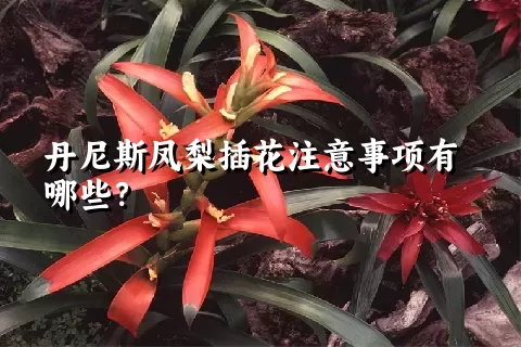 丹尼斯凤梨插花注意事项有哪些？