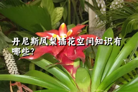 丹尼斯凤梨插花空间知识有哪些？