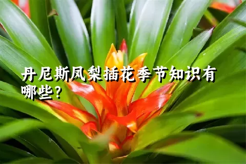 丹尼斯凤梨插花季节知识有哪些？