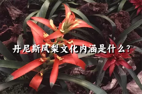 丹尼斯凤梨文化内涵是什么？