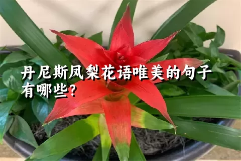 丹尼斯凤梨花语唯美的句子有哪些？