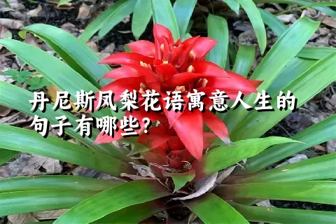 丹尼斯凤梨花语寓意人生的句子有哪些？