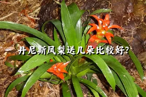 丹尼斯凤梨送几朵比较好？