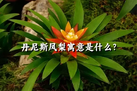 丹尼斯凤梨寓意是什么？