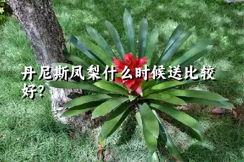 丹尼斯凤梨什么时候送比较好？