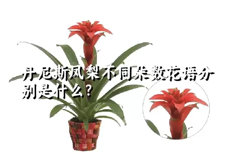 丹尼斯凤梨不同朵数花语分别是什么？