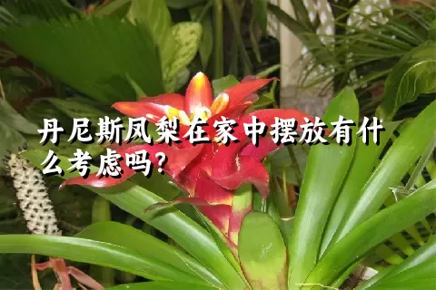 丹尼斯凤梨在家中摆放有什么考虑吗？