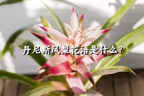 丹尼斯凤梨花语是什么？