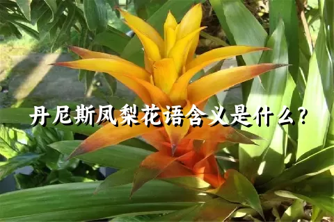 丹尼斯凤梨花语含义是什么？