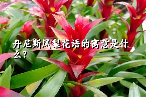 丹尼斯凤梨花语的寓意是什么？