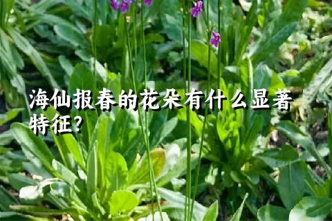 海仙报春的花朵有什么显著特征？