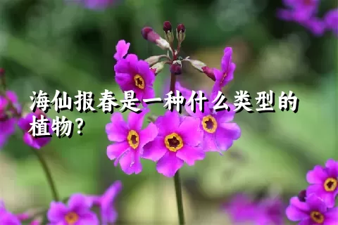 海仙报春是一种什么类型的植物？