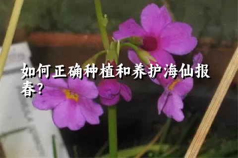 如何正确种植和养护海仙报春？