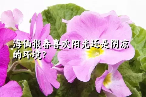 海仙报春喜欢阳光还是阴凉的环境？