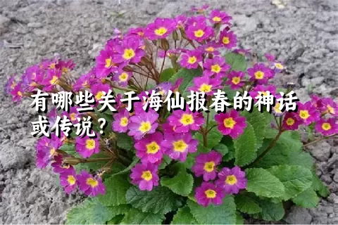 有哪些关于海仙报春的神话或传说？