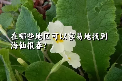 在哪些地区可以容易地找到海仙报春？