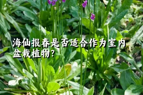 海仙报春是否适合作为室内盆栽植物？