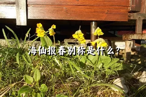 海仙报春别称是什么？